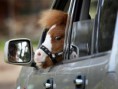 /album/kepgaleria-lopofa-moka-van-kepunk-hozza-/a356034-dtgallery-mini-horse-jpg/
